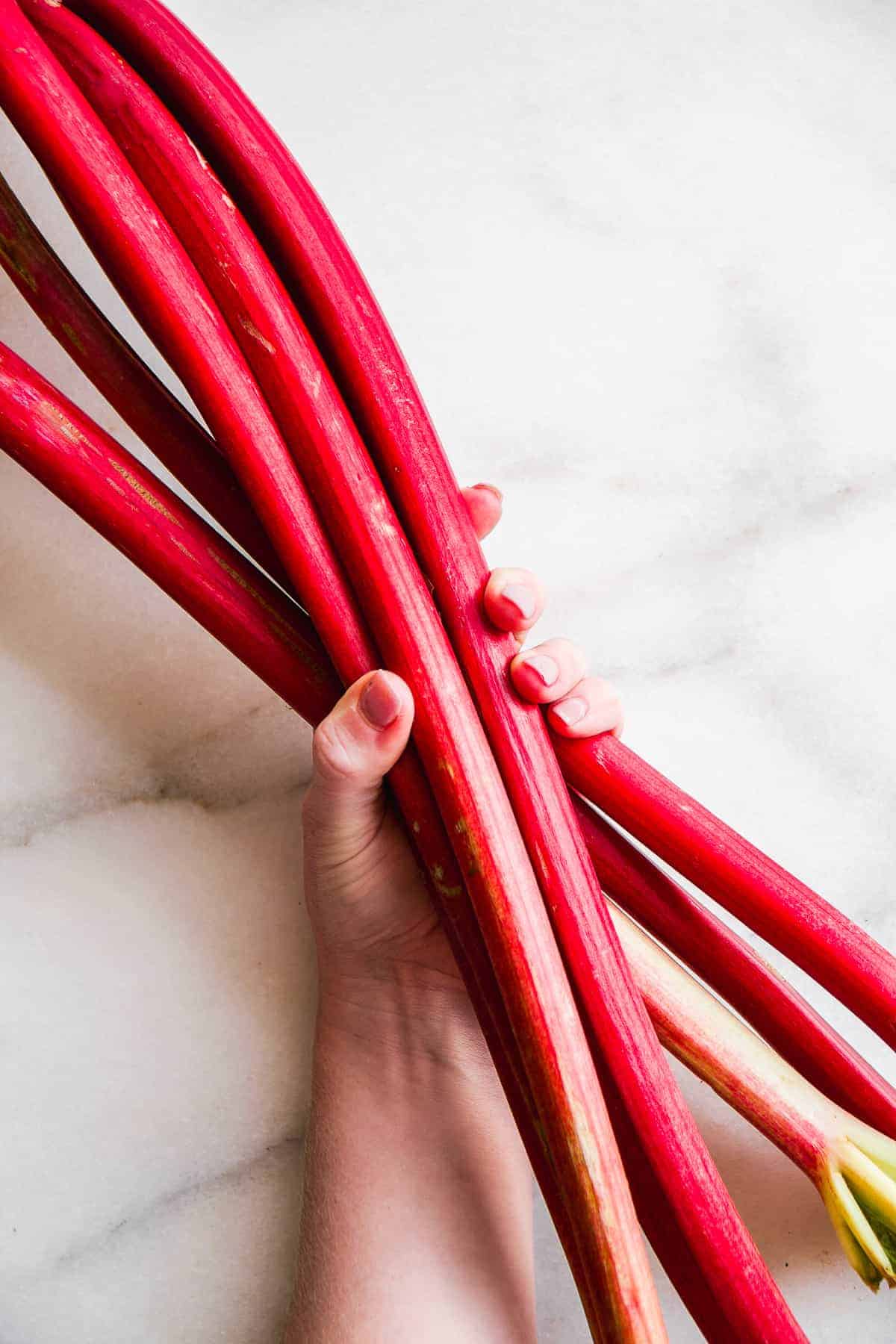 Hand holding a pile of rhubarb stalks on a white background.